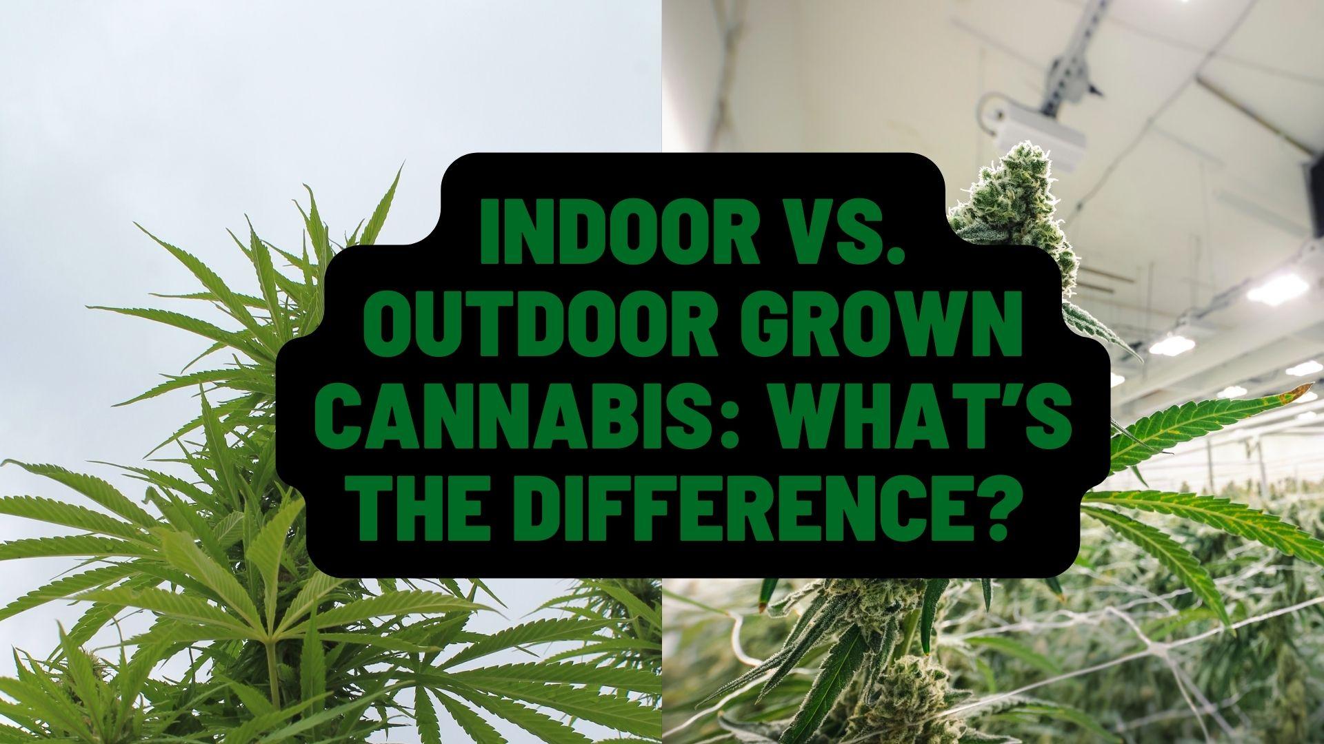 Indoor Vs. Outdoor Grown Cannabis: What’s The Difference?