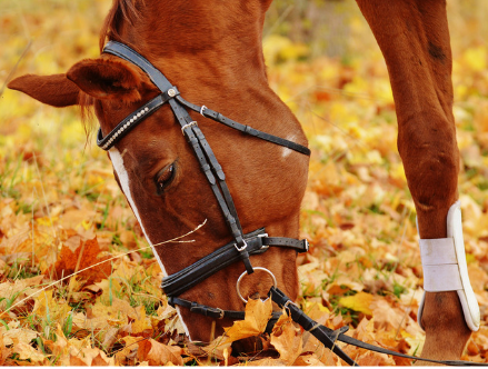 Selvita Equine Horse Eating Leaves