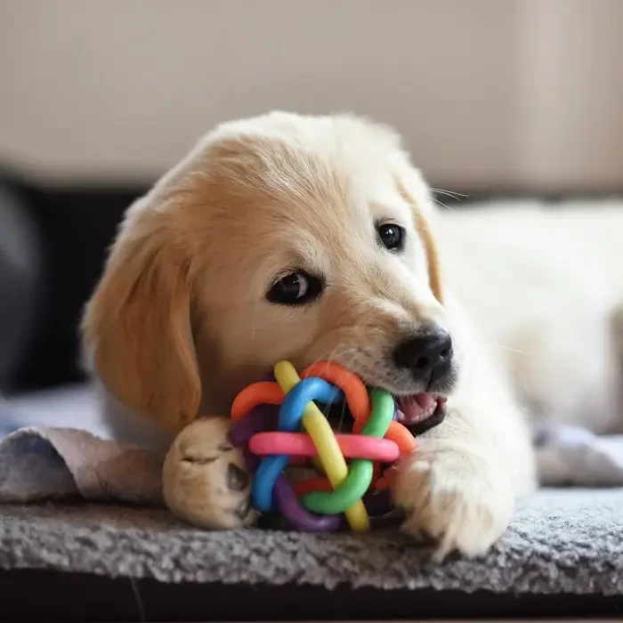 Puppy playing and chewing a toy