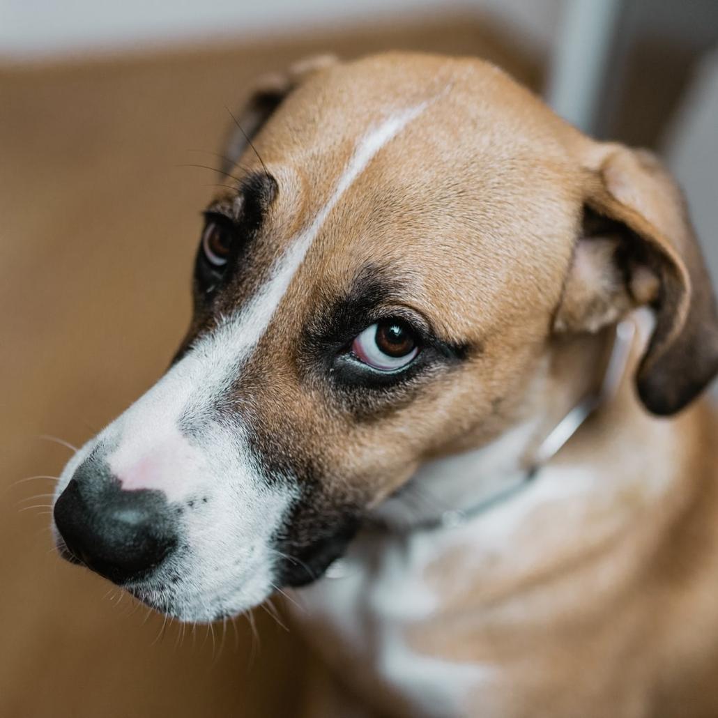 5 Ways To Check For Sore Paws