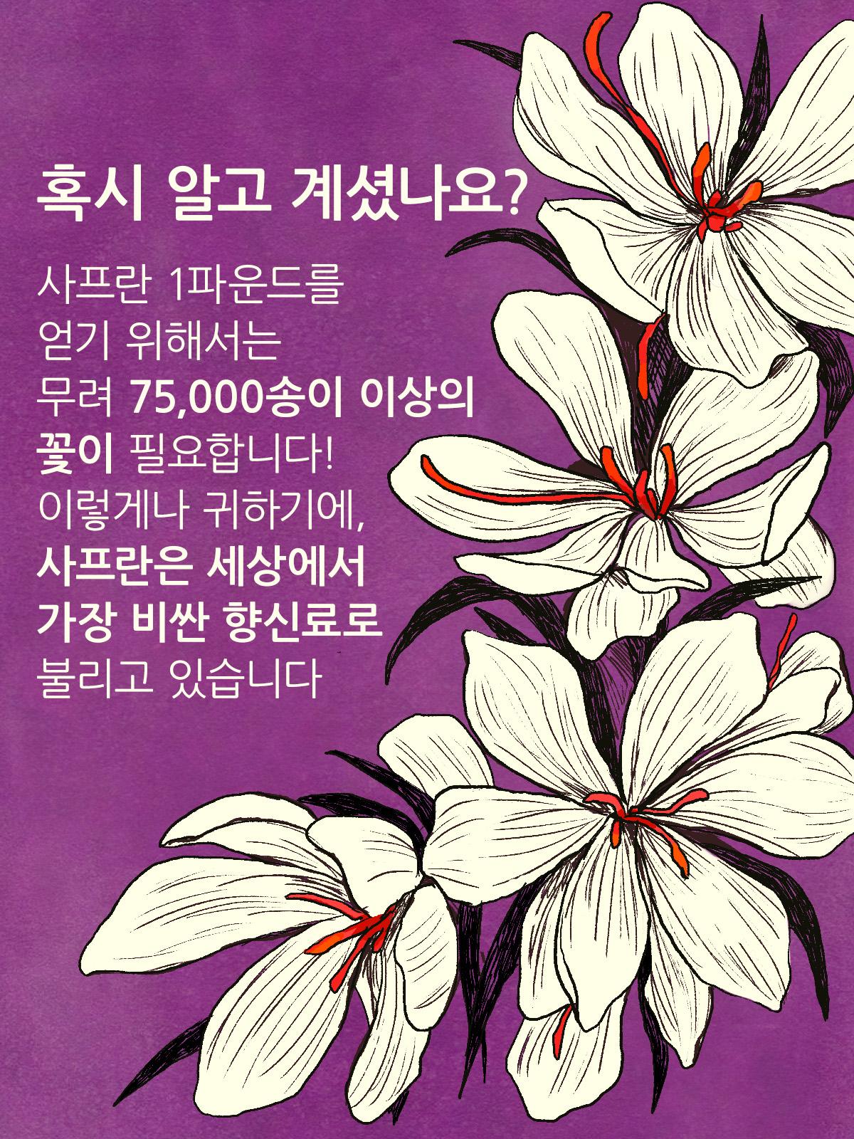Did you know? It takes over 75,000 flowers to produce just one pound of Saffron! No wonder it's earned the title of the world's most expensive spice!