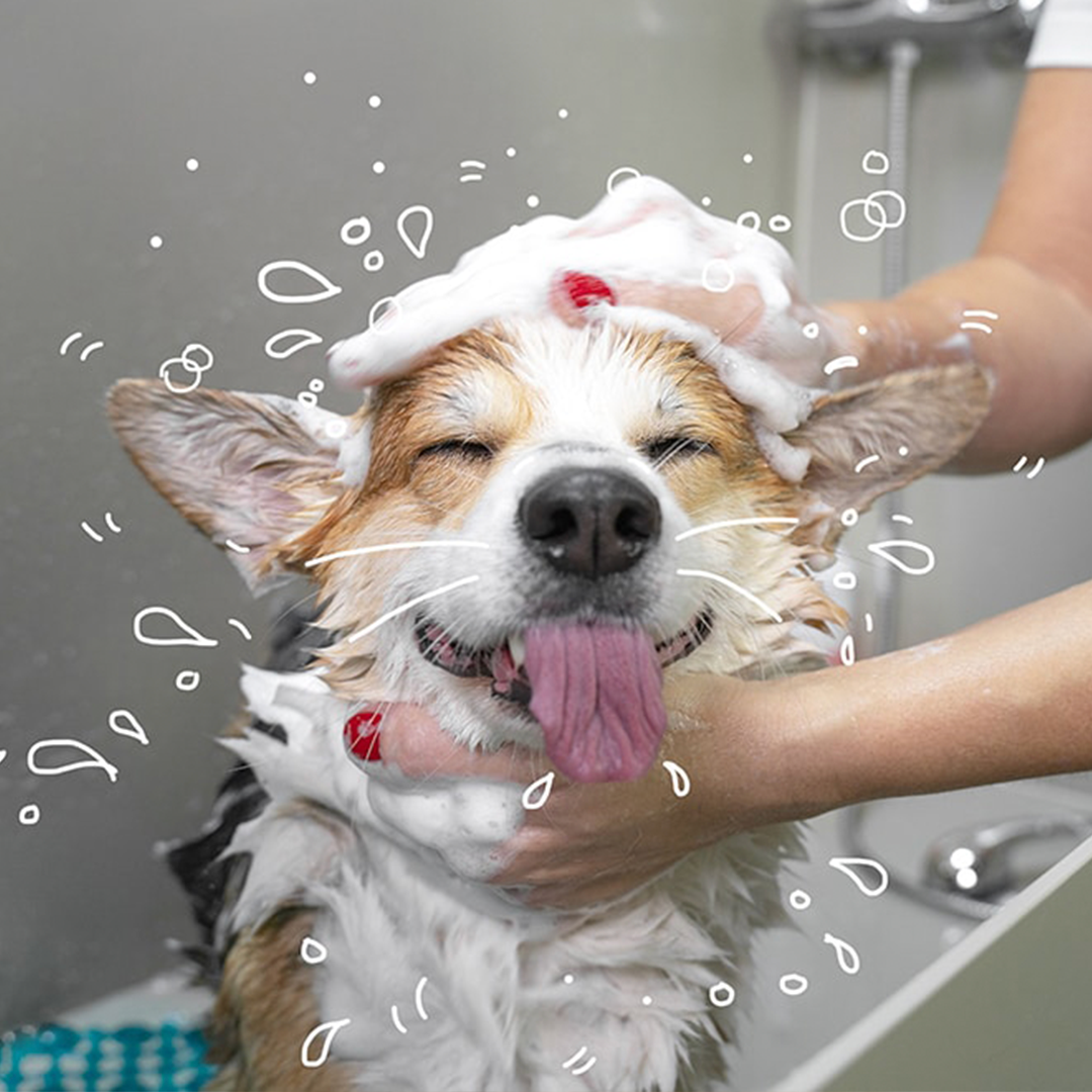 V-dog Shampoo bar  Cruelty-Free & Gentle Dog Shampoo Bar – v-dog