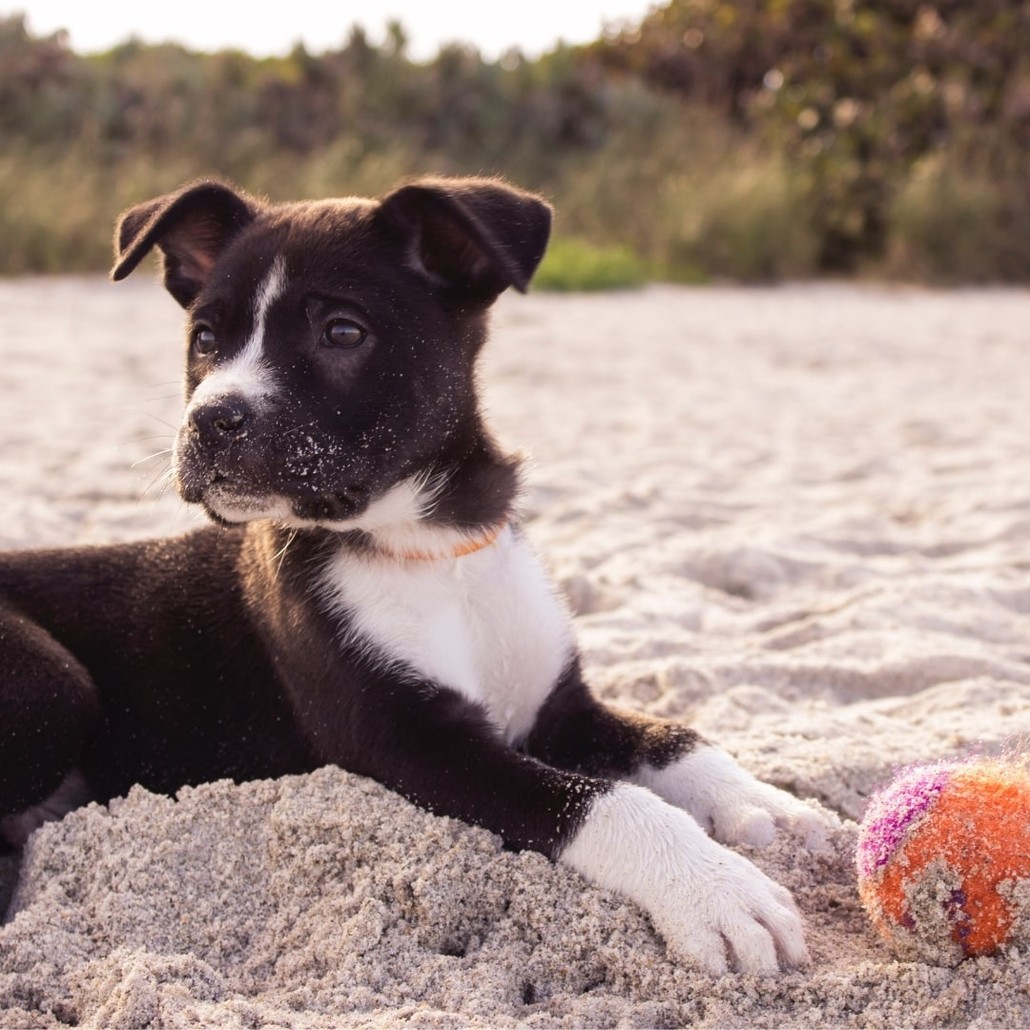 Black dog sitting on white sand