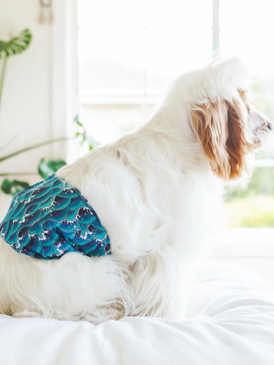 White furry dog wearing a Potty Buddy belly band reusable diaper