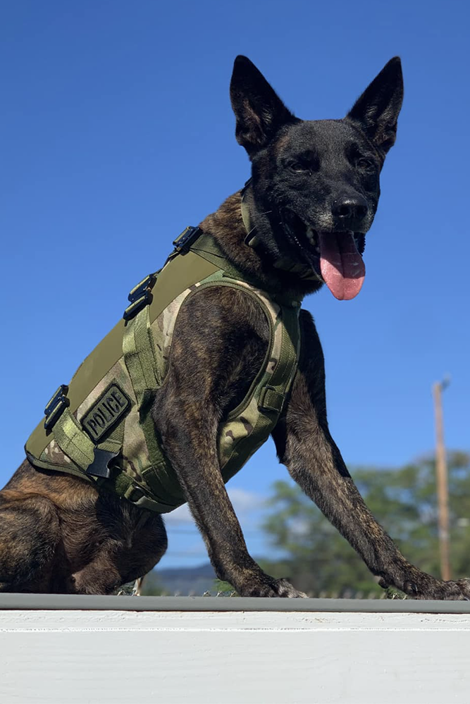 k9 odin 305