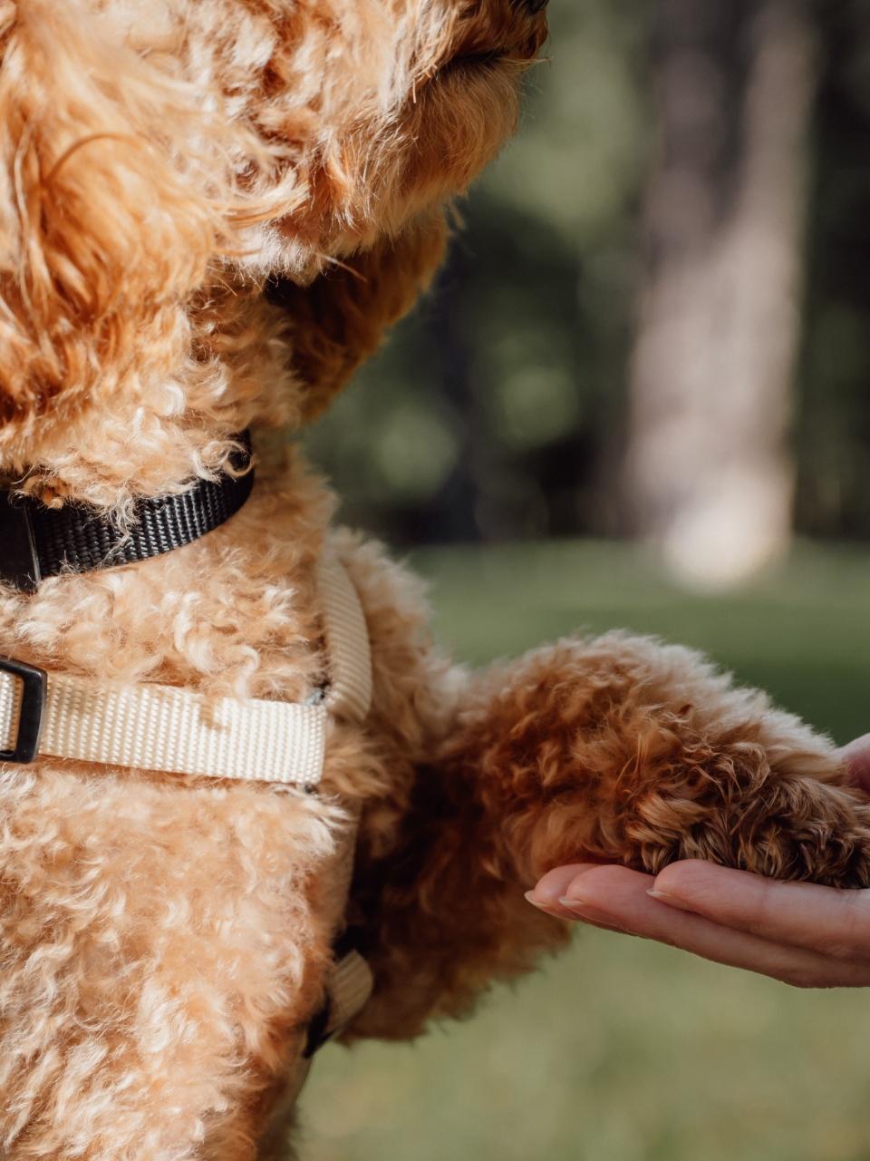 apricot toy poodle Dog giving paw to the owner in the park.