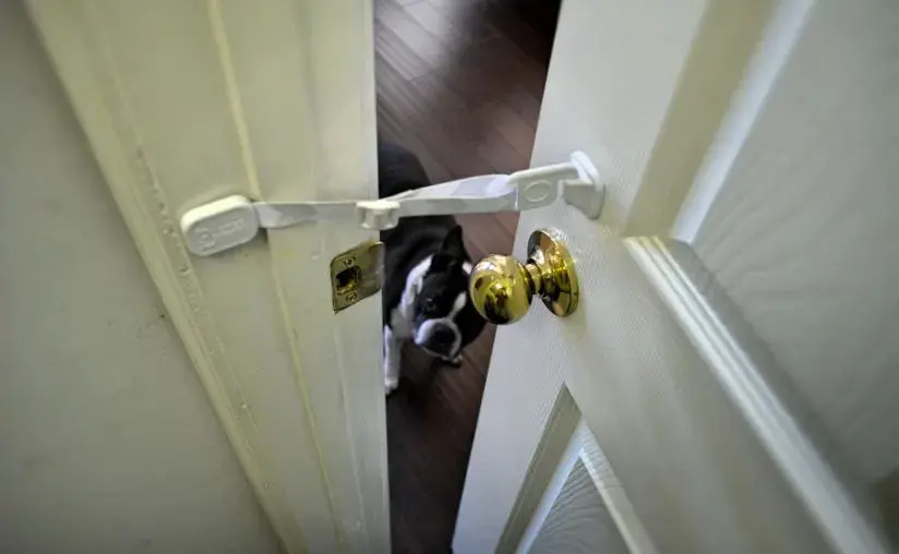 A dog peeks through a door with a white handle, secured by a Door Buddy door strap.