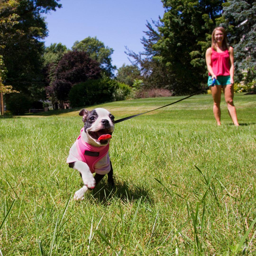 Frenchie on long line outdoors