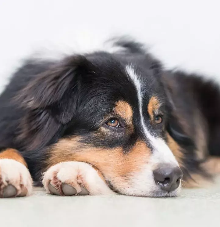 dog training