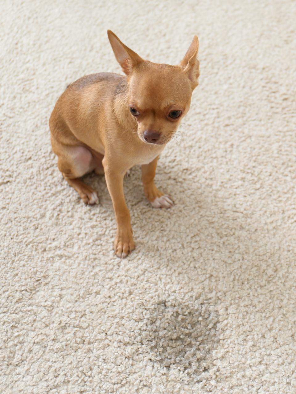 Adorable Chihuahua dog near wet spot on carpet indoors. Space for text