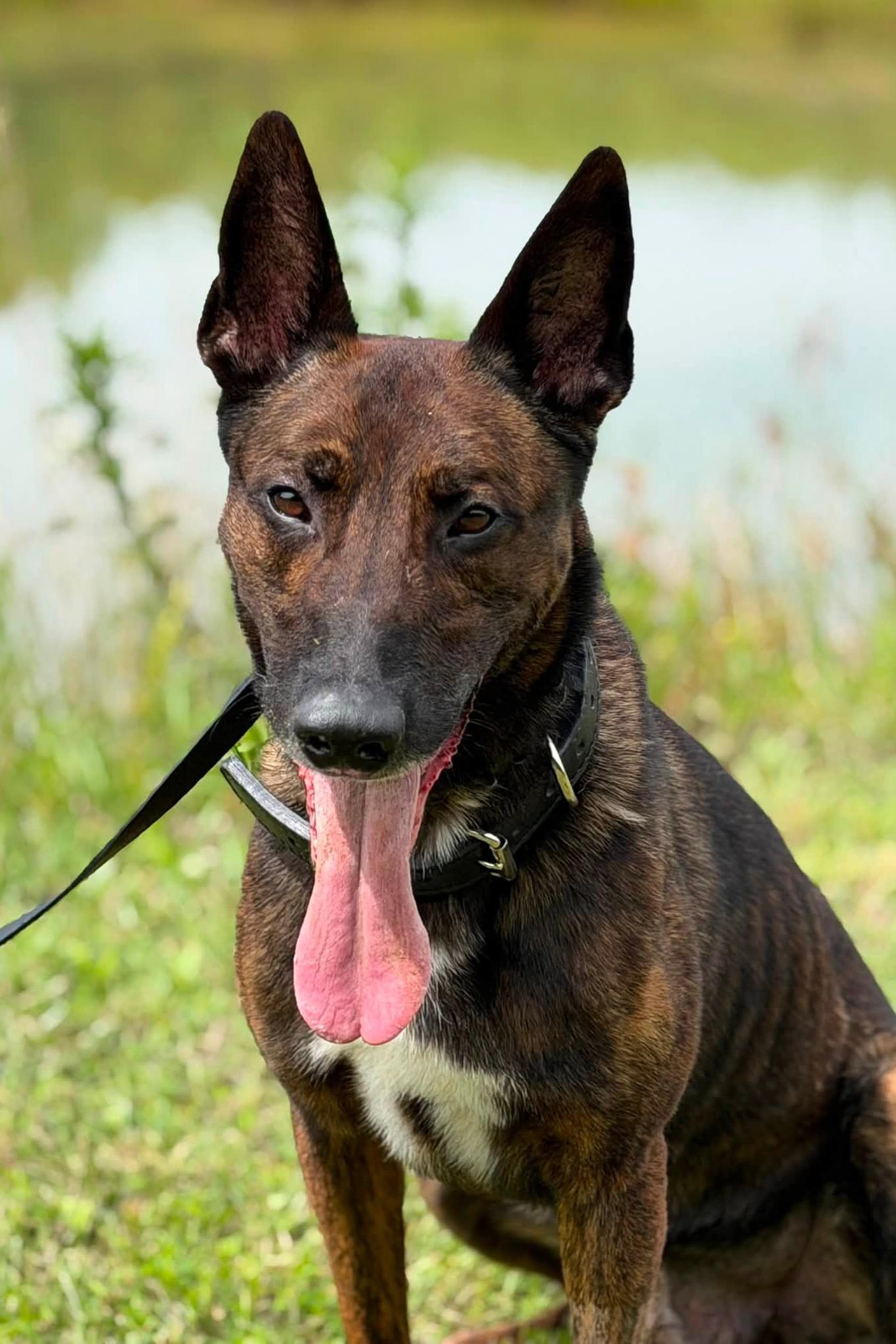 mwd archer at Project K-9 Hero