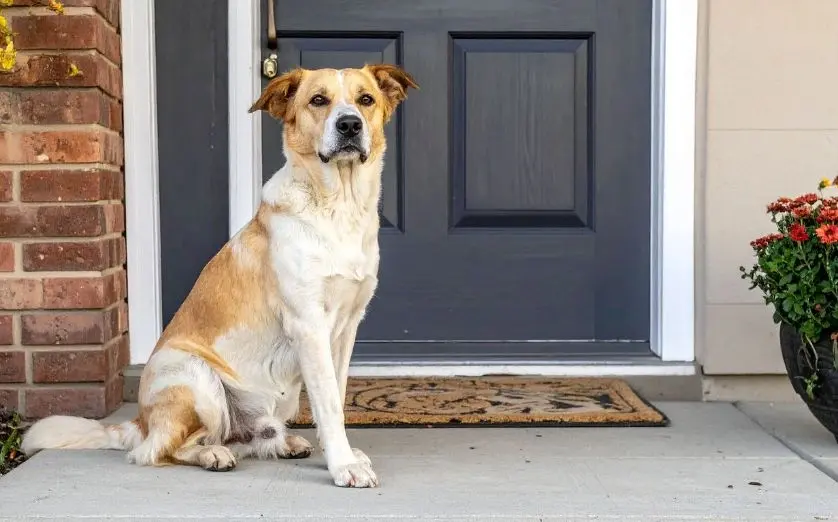 a brown and white dog sitting by the doorstep