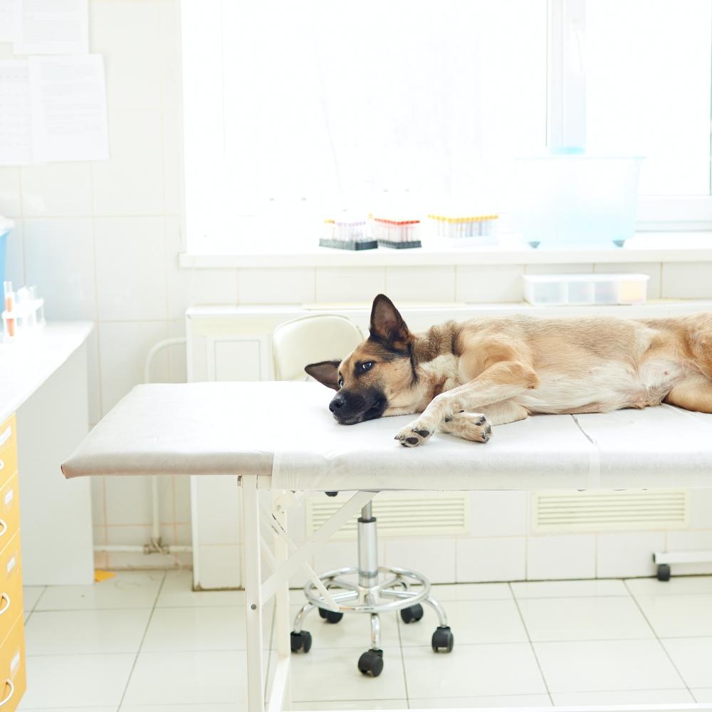 Sick dog at the vet