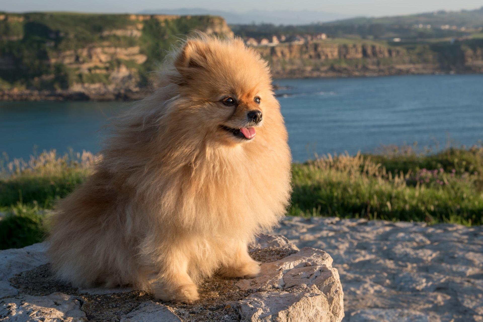 pomeranian breed on a rock in broad daylight in La Roca Blanca, Suances, Cantabria, Spain