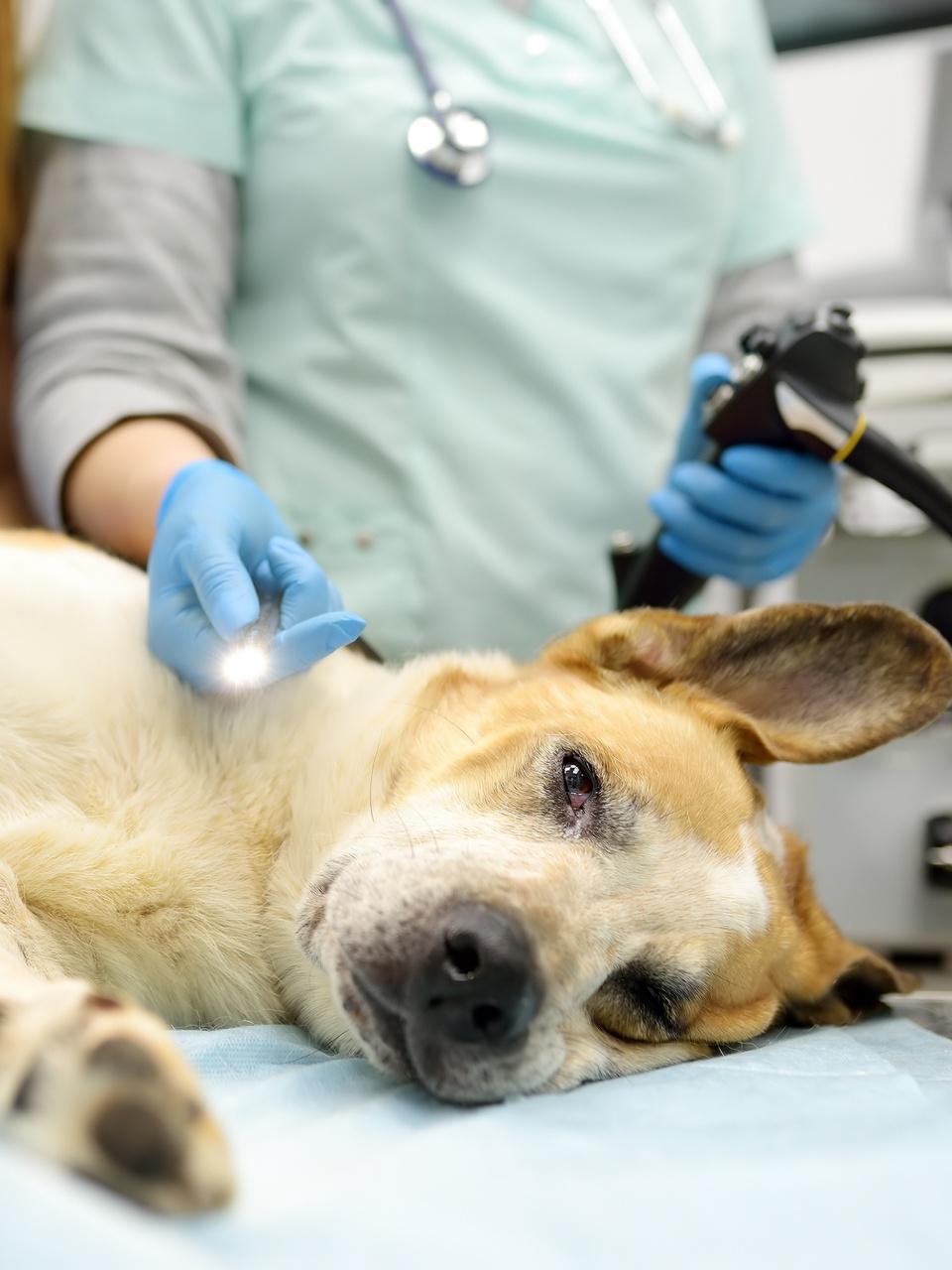 Female veterinarian doctors going to made gastroscopy or colonoscopy for big dog.