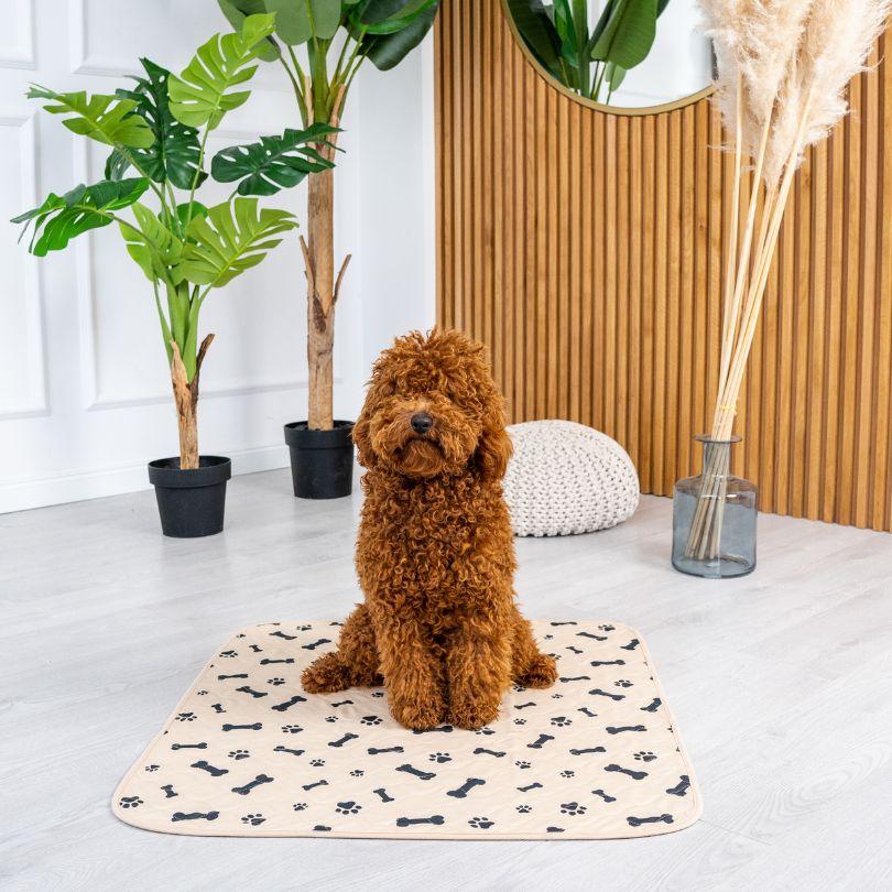 Choosing the Best Potty Pads for Your Dog The Complete Guide Potty