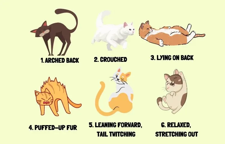 cat body posture meaning
