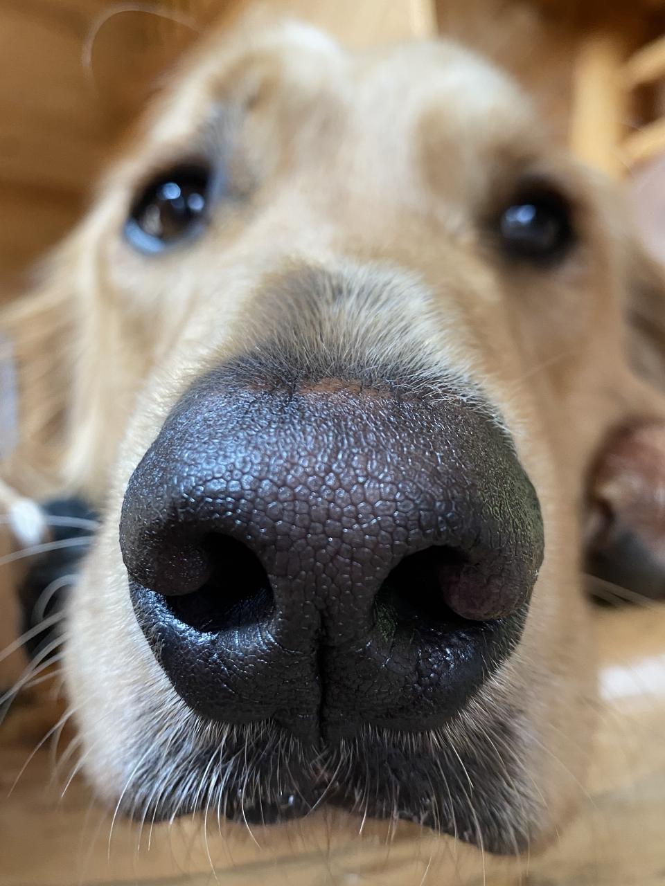 Close up of golden retriever’s nose print