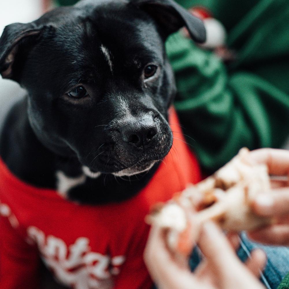 candid lifestyle authentic happy family mom with sons eating pizza fast food with pet dog