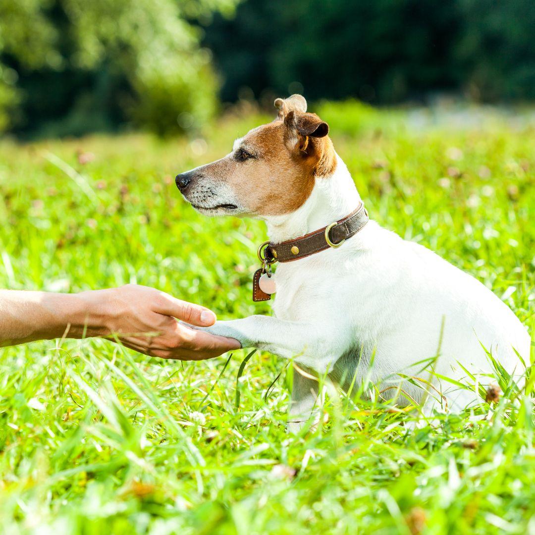 Dog and Owner Training