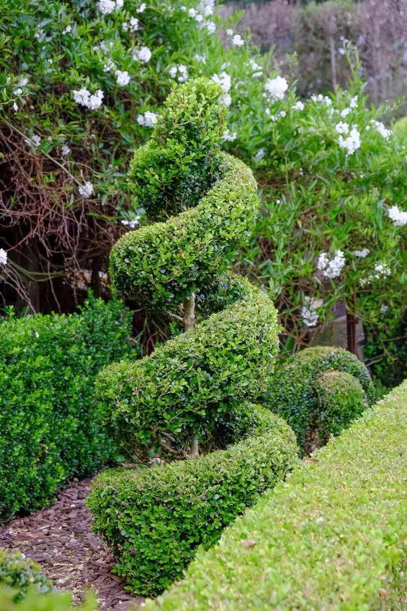 Spiral-shaped box hedge topiary in a formal garden, surrounded by lush green shrubs and white flowering plants.