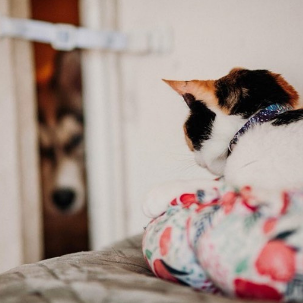 The Door Buddy - Blog - Adjustable Door Strap for Cats