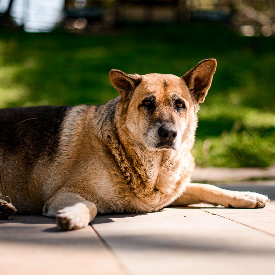 Why is My Dog Peeing in Her Sleep? Potty Buddy Potty Buddy™