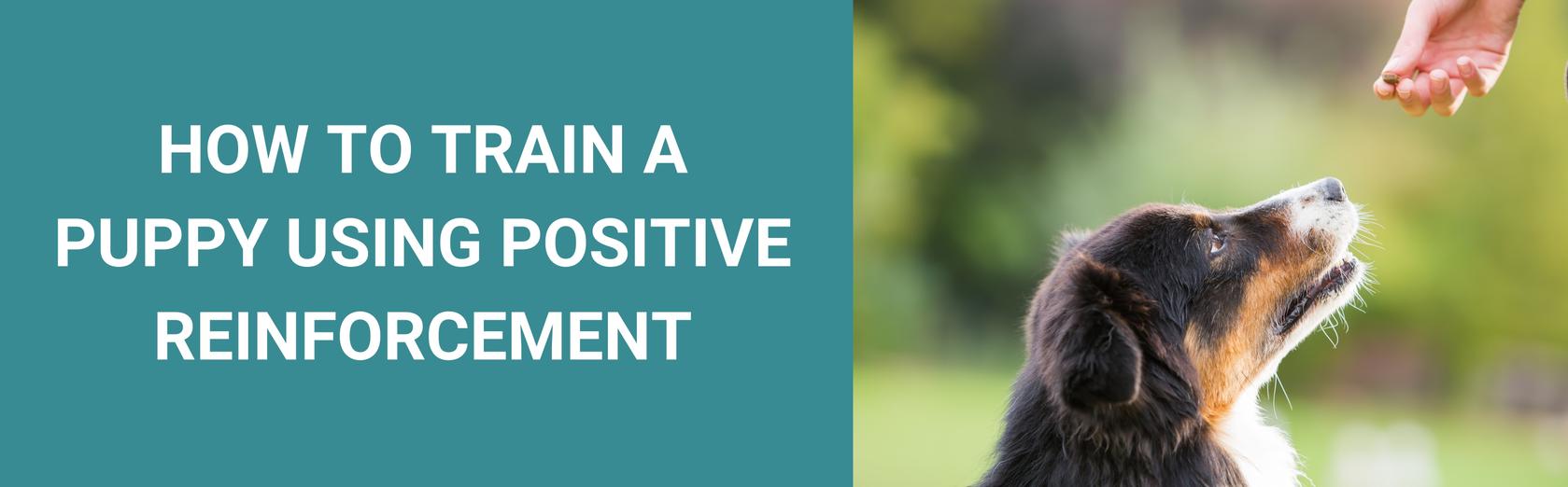 How To Train A Puppy Using Positive Reinforcement Potty Buddy™