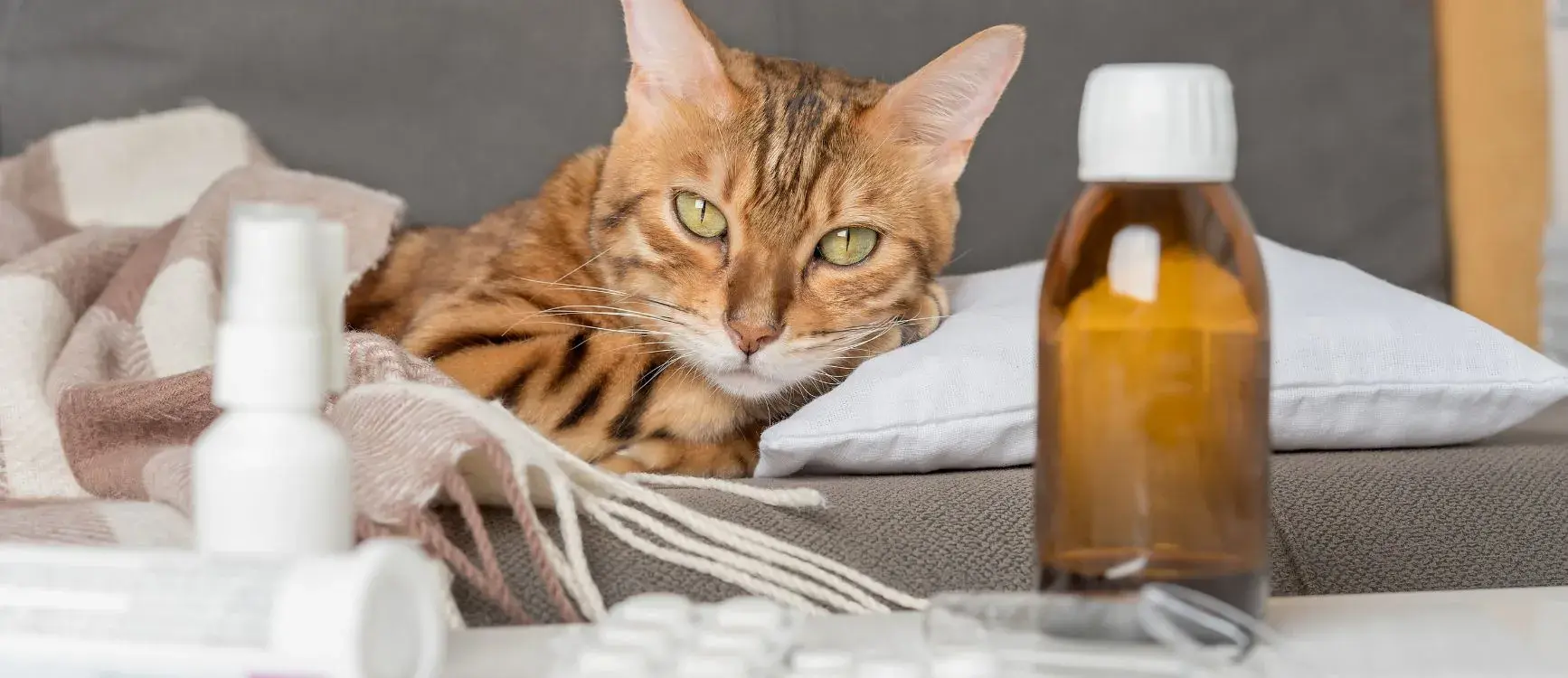 A sick cat rests on a couch beside a bottle of pills, indicating its need for medication and care.