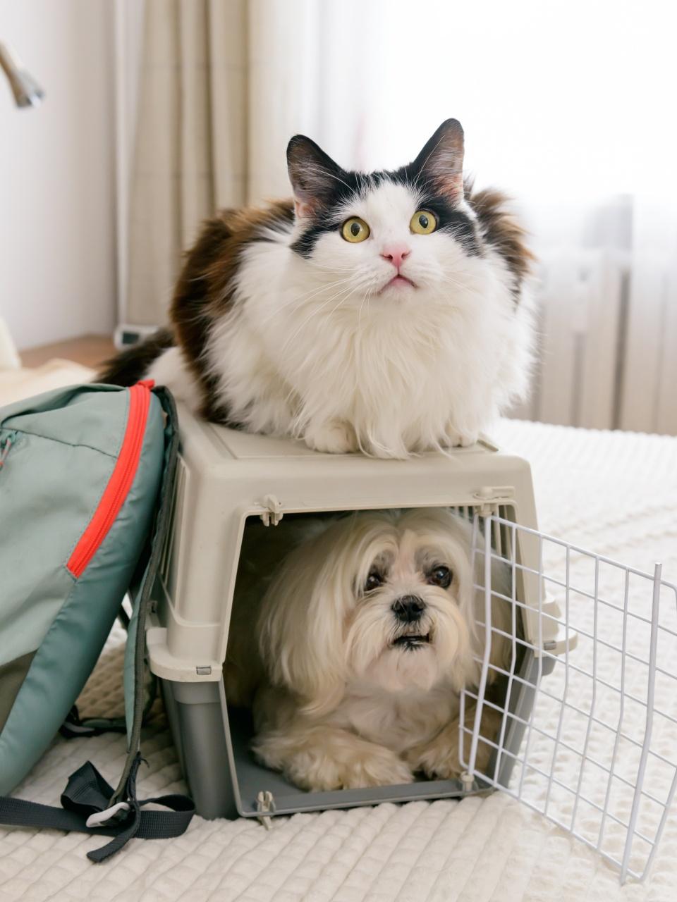 Small dog maltese in carrier with cat and bag waiting for a trip