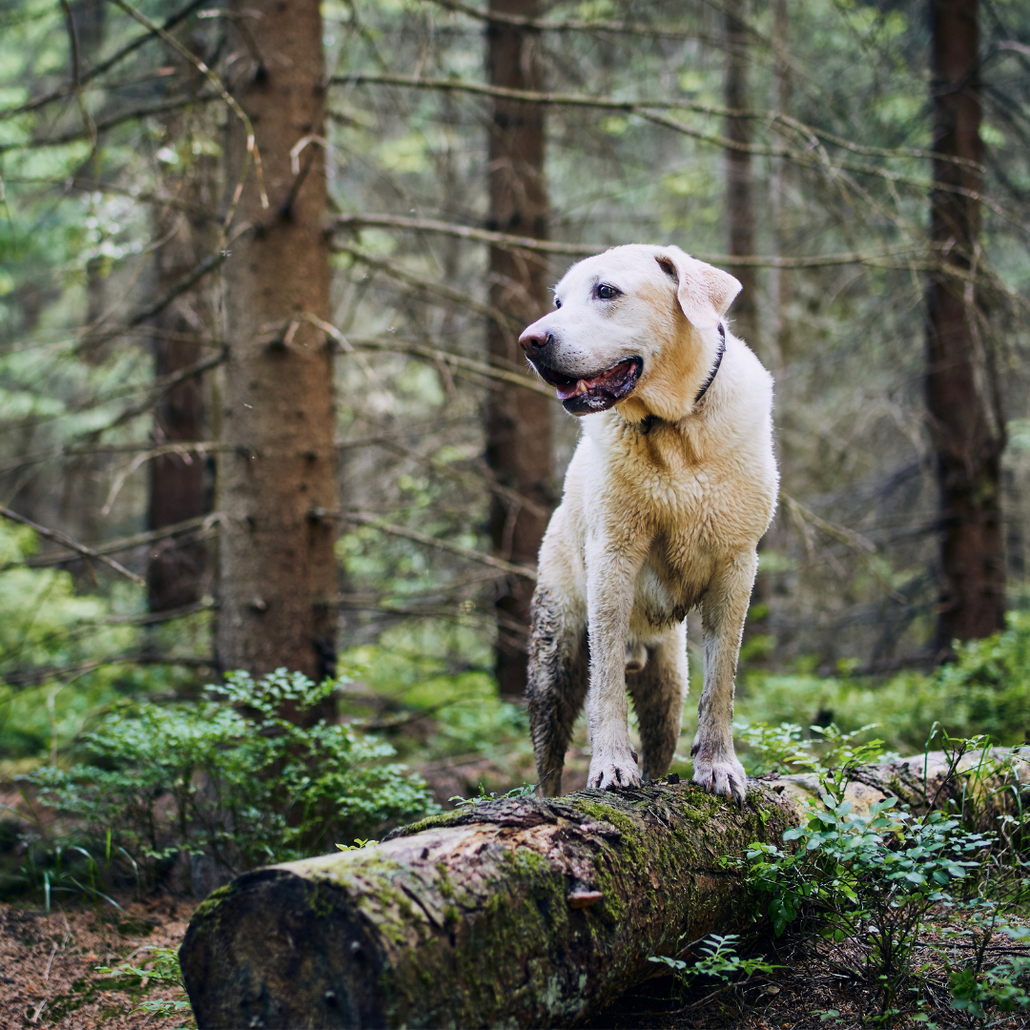 White dog on a log