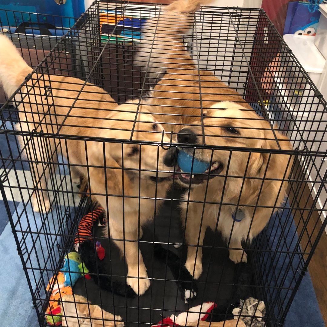 Two retrievers in crate