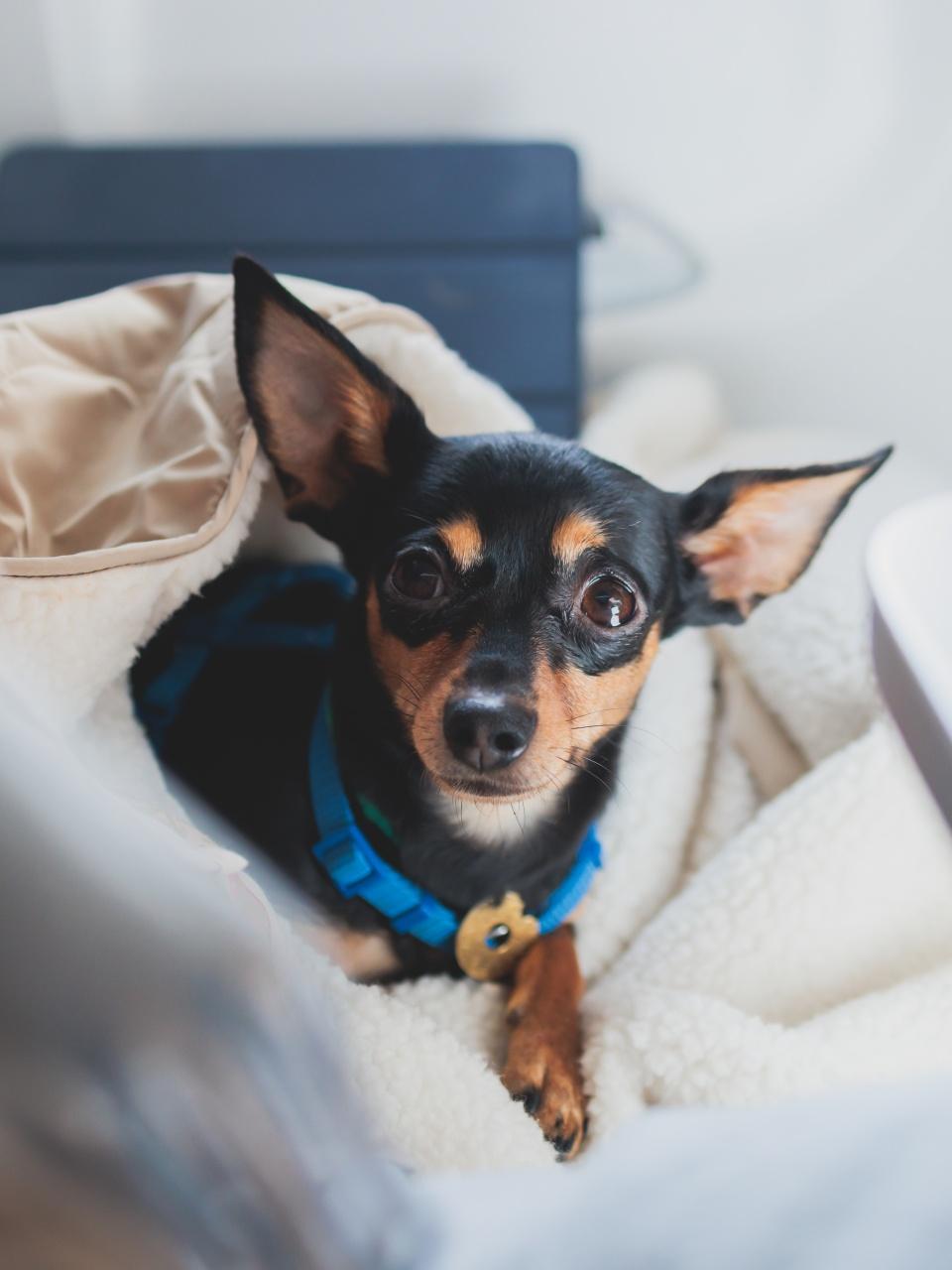 Dog in the aircraft cabin near the window during the flight, concept of travelling and moving with pets, small black dog sitting in the pet carrier bag, travel or relocation with dog by airplane
