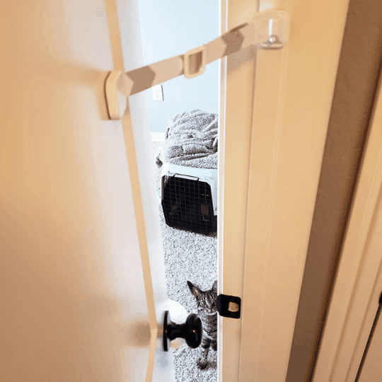 How to Litter Train an Adult Cat Door Buddy