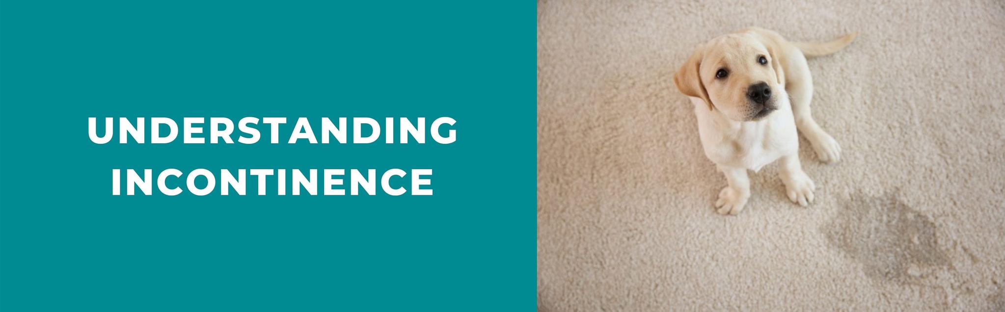 Dog Incontinence 101 Common Causes and Treatment Potty Buddy™