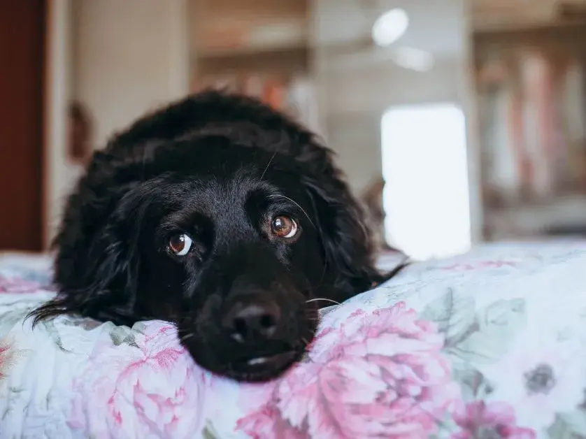 Dog lying on a bed at hom