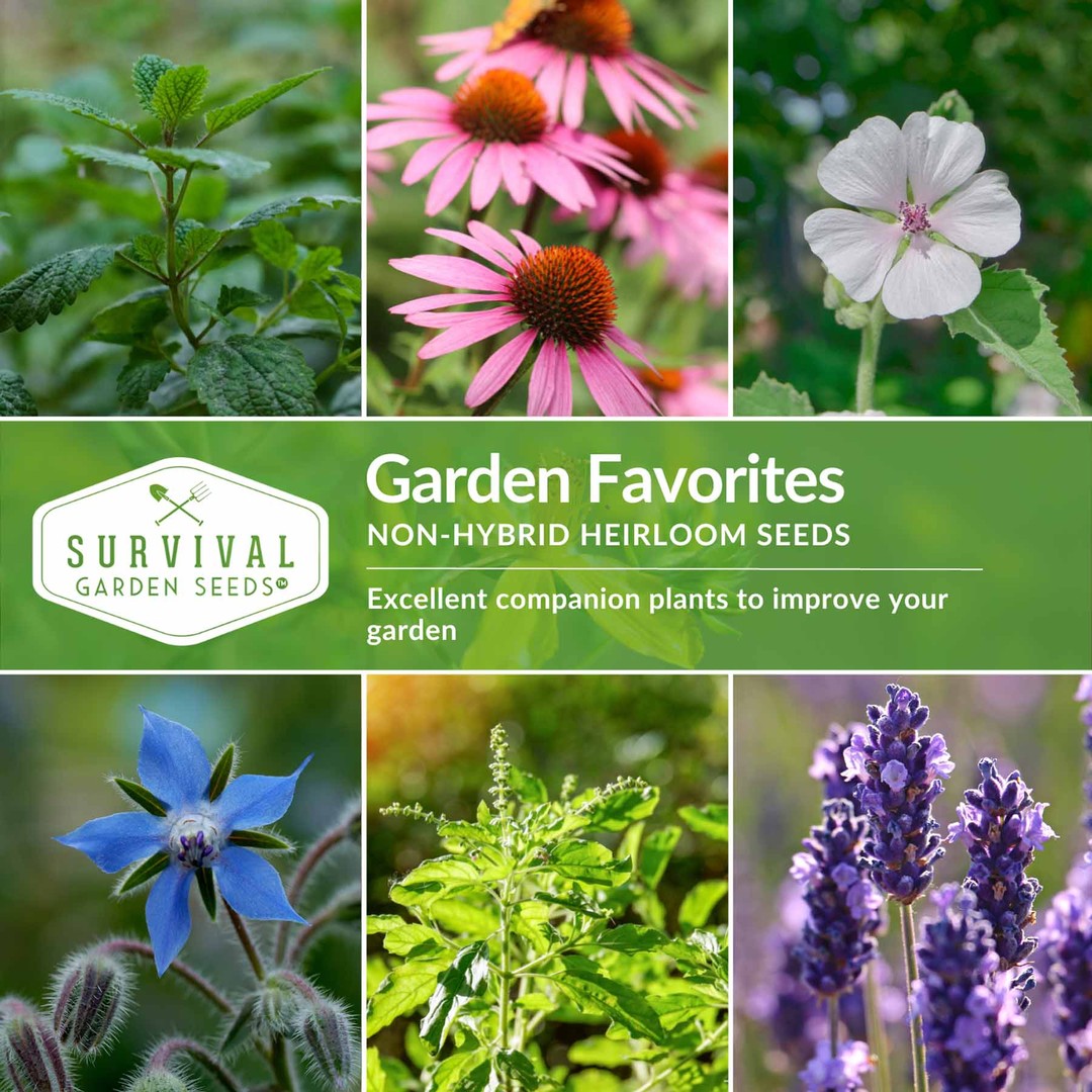 Garden favorites - excellent companion plants
