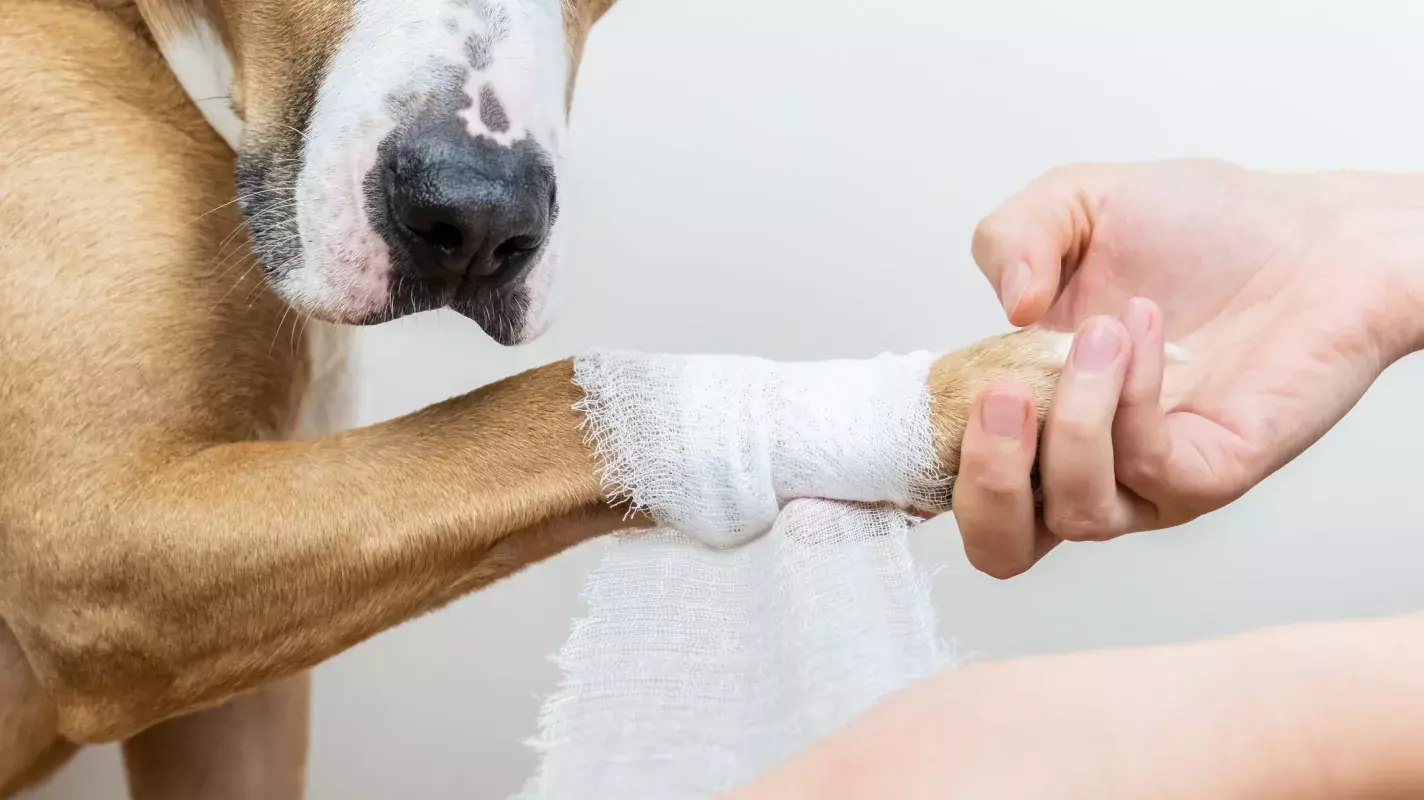 Medical treatment of pet concept: bandaging a dog's paw