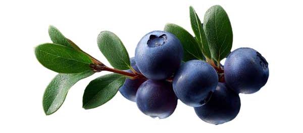 Bilberry