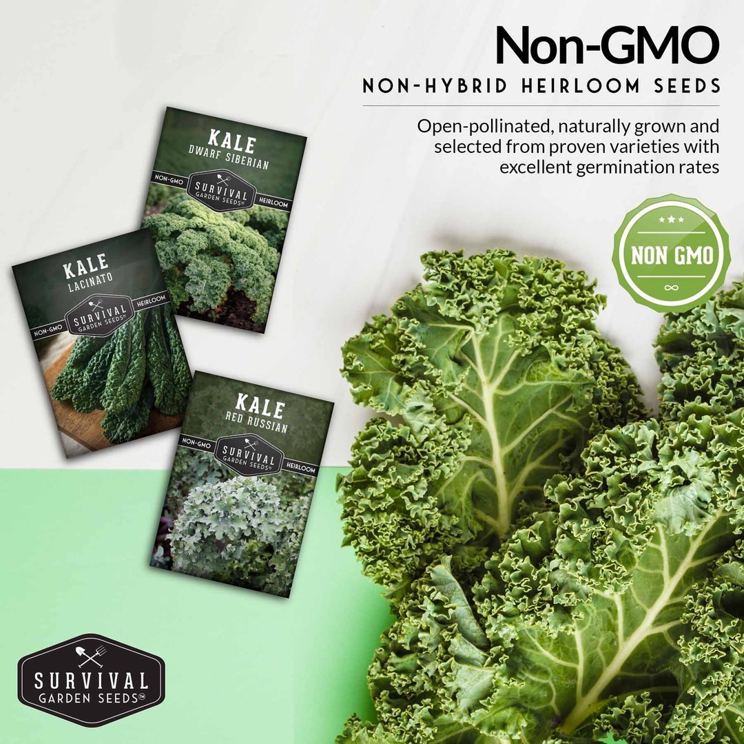 Non-GMO non-hybrid heirloom kale seeds for your survival garden
