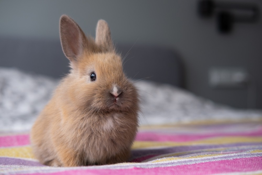 rabbit on bed