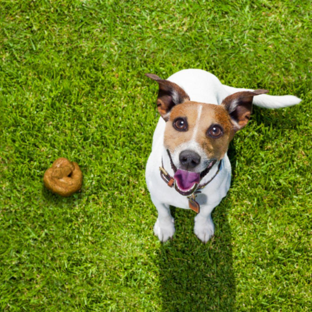 Dog is sitting near the poop