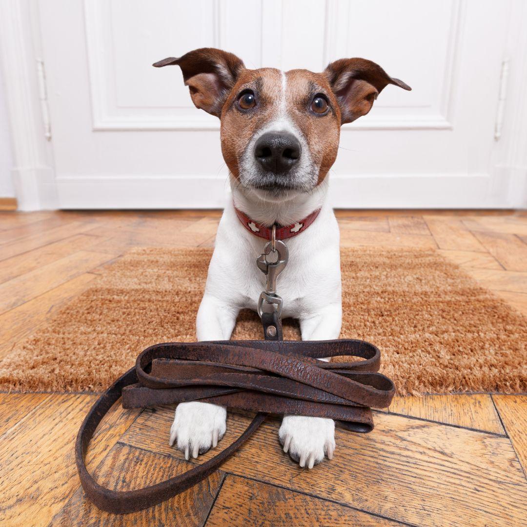 Puppy with Leather Leash