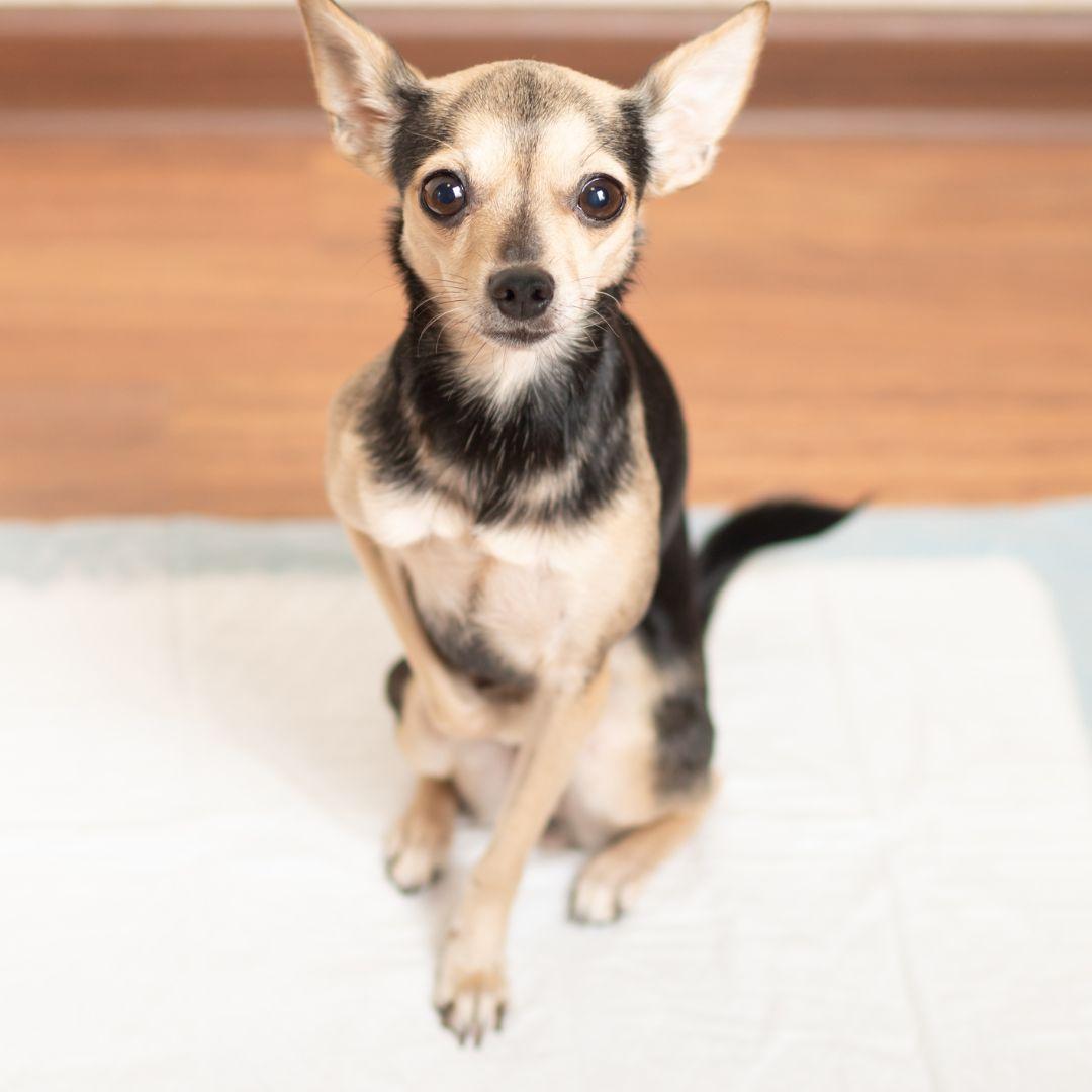 Puppy on potty training pad