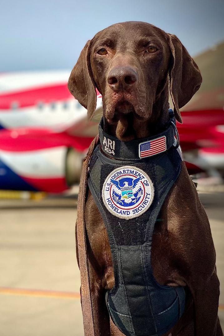 k9 ari