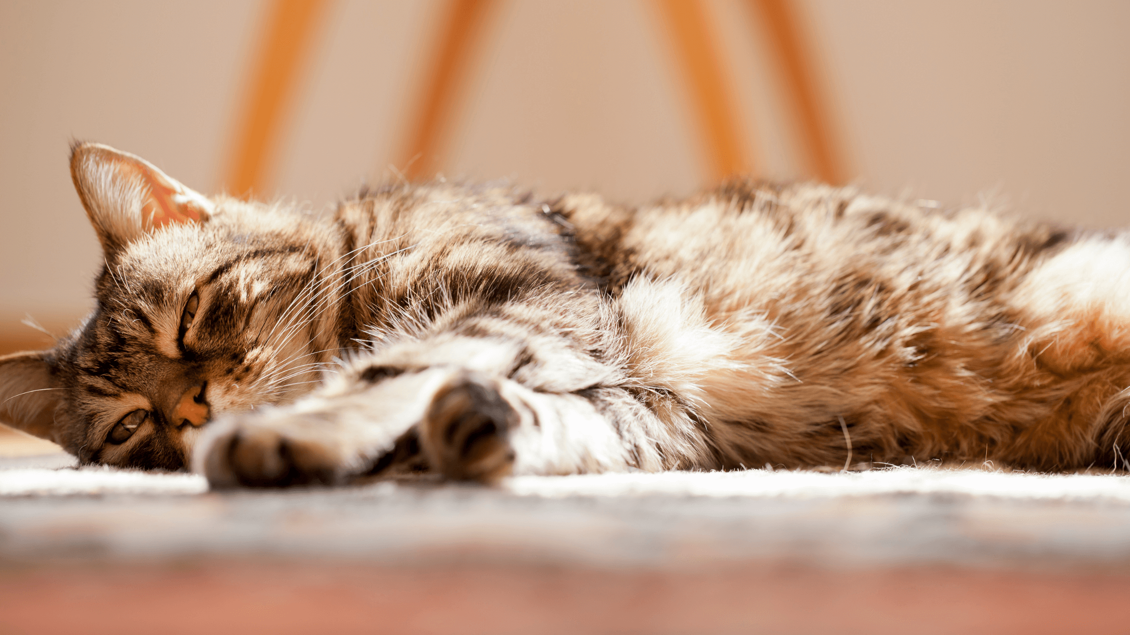Figuring Out Your Senior Cats Age - Door Buddy Blog