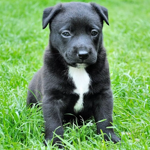 How to Stop a Dog From Peeing in the House