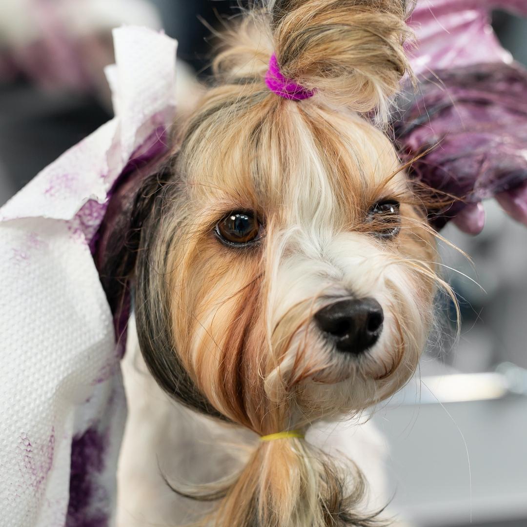 A female groomer paints the wool of a biewer terrier in a barber shop