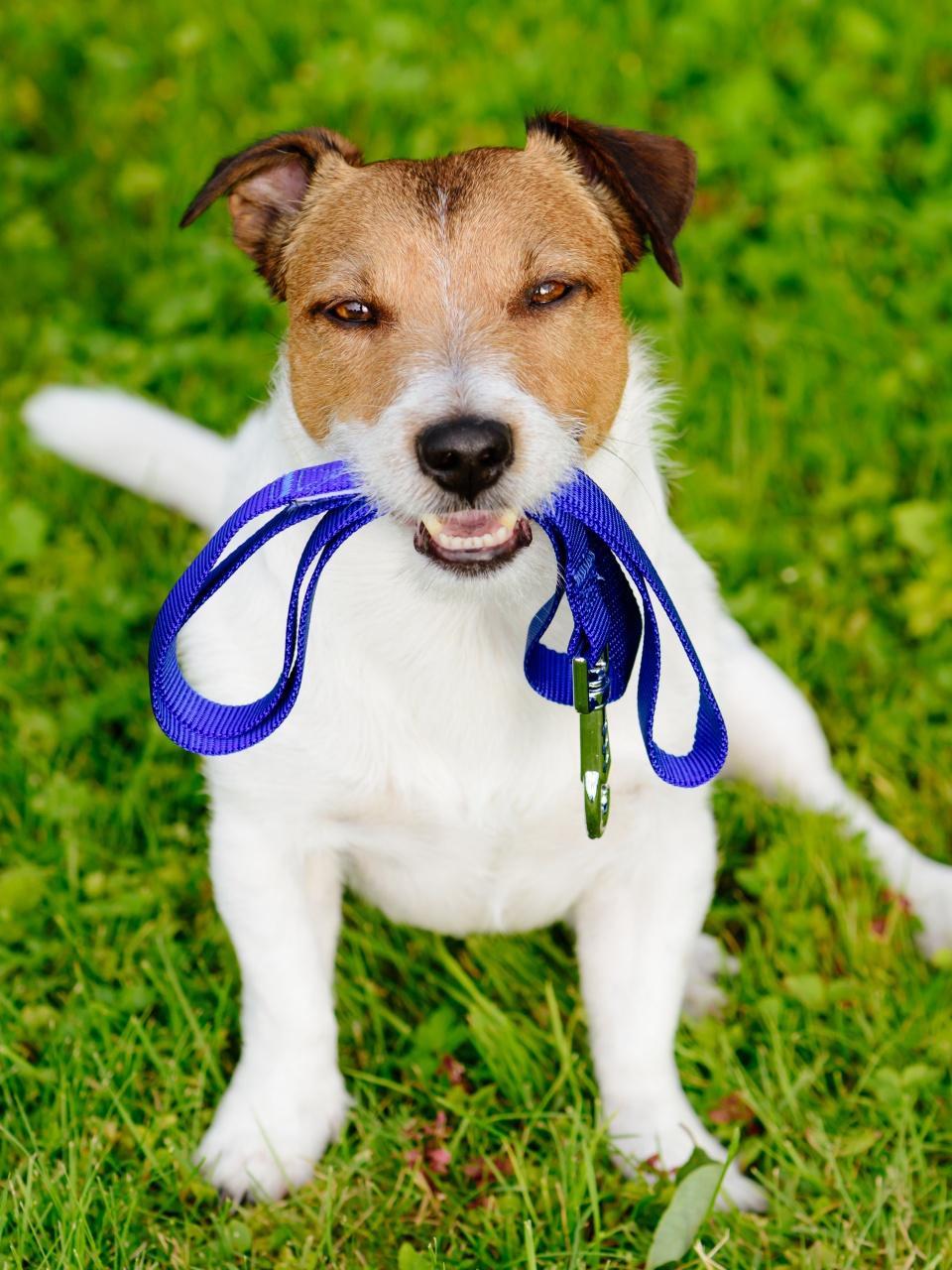 Dog holding leash in mouth waiting for walk