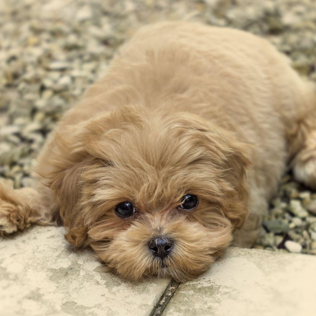 Cute maltipoo puppy on pebbles